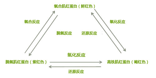 肌紅蛋白.jpg 肌紅蛋白.jpg